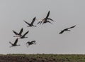 Flying Group of Common Crane birds in the field. Lithuania Royalty Free Stock Photo