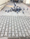 Flying Group of Pigeon on Floor