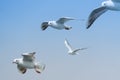 Flying group seagull on blue sky background