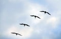 Flying group of seagulls Royalty Free Stock Photo