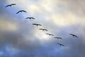 Flying group of seagulls Royalty Free Stock Photo