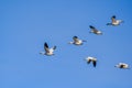 A flying group of Snow Geese Chen caerulescens Royalty Free Stock Photo