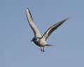 Flying gull Royalty Free Stock Photo