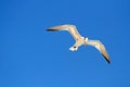 Flying Gull Royalty Free Stock Photo