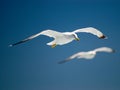 Flying gull Royalty Free Stock Photo