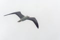 Flying gull on a background of white-grey sky. Royalty Free Stock Photo