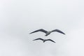 Flying gull on a background of white-grey sky. Royalty Free Stock Photo