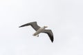 Flying gull on a background of white-grey sky. Royalty Free Stock Photo