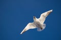 Flying gull on the blue sky