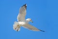 Flying gull with blue sky. Bird in fly with blue sky. Ring-billed Gull, Larus delawarensis, from Florida, USA. White gull in