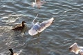 Flying seagulls in sunlight