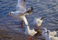 Flying Gull Royalty Free Stock Photo