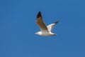 A flying gull, with no background