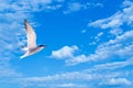 Flying gull or sea gull in blue sky with white clouds