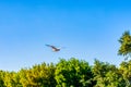 Flying gull, Seagull in flight against the blue sky and green tree crowns, view from below Royalty Free Stock Photo