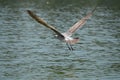 Flying Gull, Flying seagull, Los Angeles Lake, California