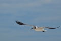 Flying Gull with White and Black Coloring in the Sky