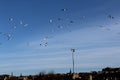 Flying Sea-Mews over Edinburgh Royalty Free Stock Photo
