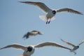 Flying gulls (mews, seagulls) Royalty Free Stock Photo