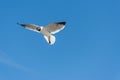 Flying Gulls or seagulls at Galveston Texas Royalty Free Stock Photo