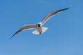 Flying Gulls or seagulls at Galveston Texas Royalty Free Stock Photo