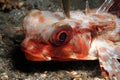 Flying Gurnard