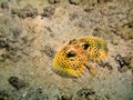 Flying Gurnard