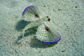 Flying Gurnard Fish