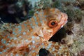 Flying Gurnard Macro