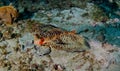 Flying Gurnard