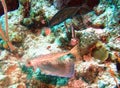 Flying Gurnard w/ Extended `Wing`