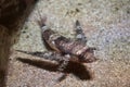 Flying gurnard (Dactylopterus volitans).