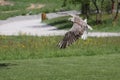 Flying gyrfalcon Royalty Free Stock Photo