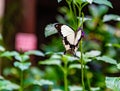 Flying handkerchief or African swallowtail butterfly perching on a shrub.