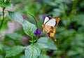 Flying handkerchief or African swallowtail butterfly perching on a shrub.