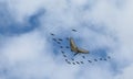 Flying hang gliders with a stork flock