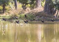 Flying Harlequin Ducks Royalty Free Stock Photo