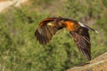 Flying Harris' Hawk