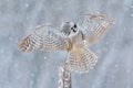 Flying Hawk Owl with snow flake during cold winter. Owl landing in tree trunk. Cold winter in Finland. Wildlife scene from nature.