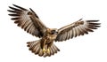 flying hawk with spread wings on transparent background