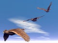 Flying hawks - 3D render Royalty Free Stock Photo