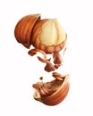 Flying hazelnuts with shell on a white background Royalty Free Stock Photo