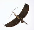 Flying heron Royalty Free Stock Photo