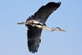 Flying heron