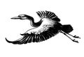Flying heron bird Royalty Free Stock Photo