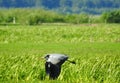 Flying heron bird Royalty Free Stock Photo