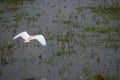 A flying heron bird in the rice field Royalty Free Stock Photo