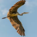 Flying Heron with great wing-pose
