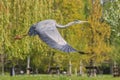 Flying heron grey in Stromovka, Royal Game Reserve