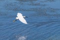 Flying Heron In The Lagoon Of Orbetello